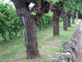 15aaaebfc3, Natura e colline di Moruzzo