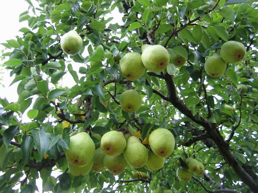 pero1, Natura e colline di Moruzzo