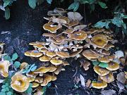 armillariella mellea, Natura e colline di Moruzzo