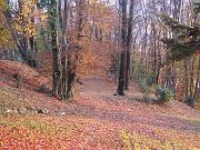 bosco tacoli modotto3, Natura