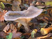 clitocybe nebularis, Natura