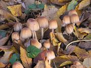coprinus, Natura e colline di Moruzzo