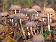 coprinus1, Natura