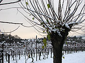 galsi neve, Natura e Panorami