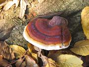 ganoderma lucidum, Natura
