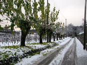 gelsi neve2, Natura