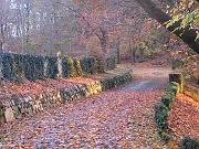 viale tacoli, Natura